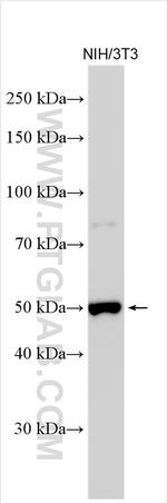Gsdmd Antibody in Western Blot (WB)