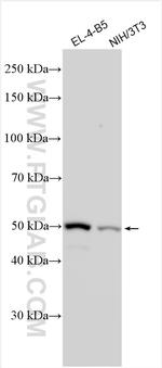 Gsdmd Antibody in Western Blot (WB)