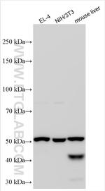 Gsdmd Antibody in Western Blot (WB)