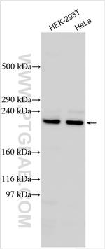 ABCC10 Antibody in Western Blot (WB)