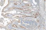 NGAL Antibody in Immunohistochemistry (Paraffin) (IHC (P))