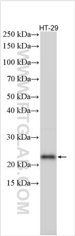 NGAL Antibody in Western Blot (WB)