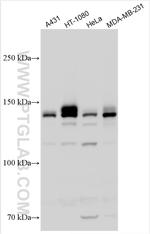 Integrin alpha 2 Antibody in Western Blot (WB)