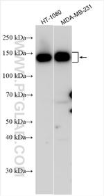 Integrin alpha 2 Antibody in Western Blot (WB)