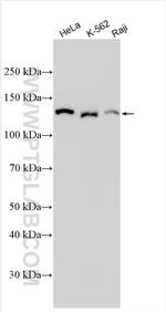 SMC2 Antibody in Western Blot (WB)