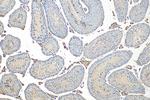 PDE8B Antibody in Immunohistochemistry (Paraffin) (IHC (P))