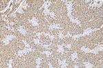 SUSD2 Antibody in Immunohistochemistry (Paraffin) (IHC (P))