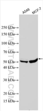 ADRB3 Antibody in Western Blot (WB)