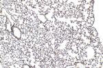 Integrin alpha-8 Antibody in Immunohistochemistry (Paraffin) (IHC (P))