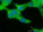 MAP4K3 Antibody in Immunocytochemistry (ICC/IF)