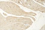 MAP4K3 Antibody in Immunohistochemistry (Paraffin) (IHC (P))