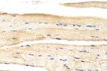 MAP4K3 Antibody in Immunohistochemistry (Paraffin) (IHC (P))