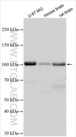 MAP4K3 Antibody in Western Blot (WB)