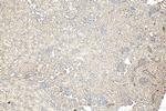 MGAT4B Antibody in Immunohistochemistry (Paraffin) (IHC (P))