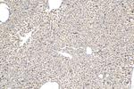 MGAT4B Antibody in Immunohistochemistry (Paraffin) (IHC (P))