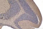 GBP3 Antibody in Immunohistochemistry (Paraffin) (IHC (P))