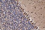 GBP3 Antibody in Immunohistochemistry (Paraffin) (IHC (P))