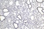 GBP3 Antibody in Immunohistochemistry (Paraffin) (IHC (P))