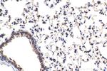 GBP3 Antibody in Immunohistochemistry (Paraffin) (IHC (P))