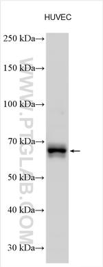 GBP3 Antibody in Western Blot (WB)