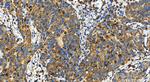 COA4 Antibody in Immunohistochemistry (Paraffin) (IHC (P))