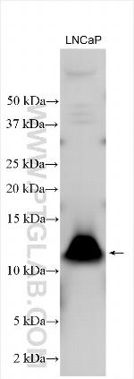 COA4 Antibody in Western Blot (WB)