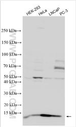 COA4 Antibody in Western Blot (WB)