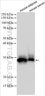 Adiponectin Antibody in Western Blot (WB)