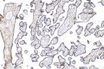 Endoglin/CD105 Antibody in Immunohistochemistry (Paraffin) (IHC (P))