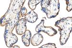 Endoglin/CD105 Antibody in Immunohistochemistry (Paraffin) (IHC (P))