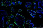 Endoglin/CD105 Antibody in Immunohistochemistry (PFA fixed) (IHC (PFA))