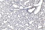 RNASE4 Antibody in Immunohistochemistry (Paraffin) (IHC (P))