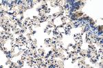 RNASE4 Antibody in Immunohistochemistry (Paraffin) (IHC (P))