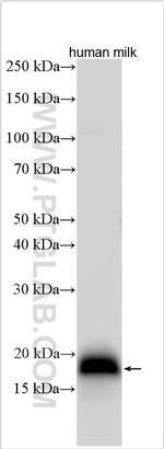 RNASE4 Antibody in Western Blot (WB)