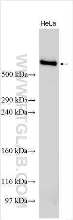 FAT1 Antibody in Western Blot (WB)