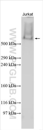 FAT1 Antibody in Western Blot (WB)
