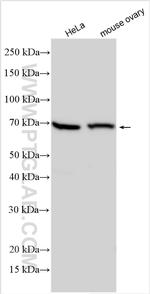 SHLD3 Antibody in Western Blot (WB)