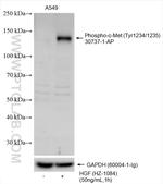 Phospho-c-Met (Tyr1234, Tyr1235) Antibody in Western Blot (WB)