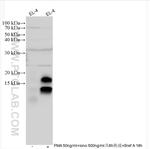 IL-17A Antibody in Western Blot (WB)
