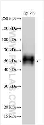 IL-12 p70 Antibody in Western Blot (WB)