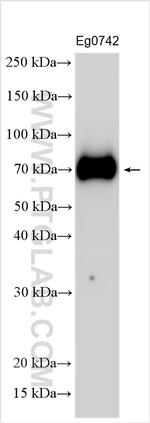IL-12 p70 Antibody in Western Blot (WB)