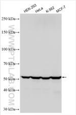 FAF2 Antibody in Western Blot (WB)