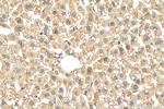 GPAT3 Antibody in Immunohistochemistry (Paraffin) (IHC (P))