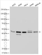 GPAT3 Antibody in Western Blot (WB)