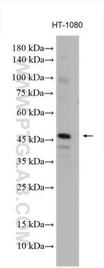 GPAT3 Antibody in Western Blot (WB)