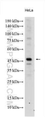 GPAT3 Antibody in Western Blot (WB)