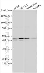CCNE2 Antibody in Western Blot (WB)
