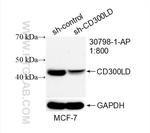 CD300LD Antibody in Western Blot (WB)