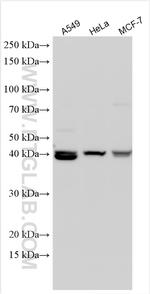 CD300LD Antibody in Western Blot (WB)