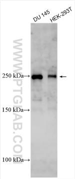 ZFC3H1 Antibody in Western Blot (WB)